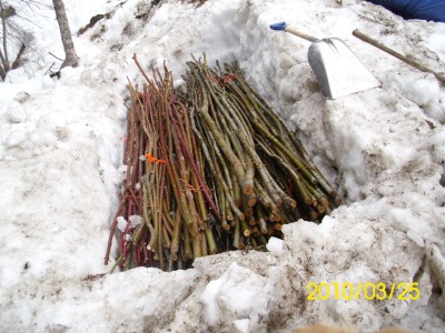 Mar25-10 cuttings on snow (400 x 300)