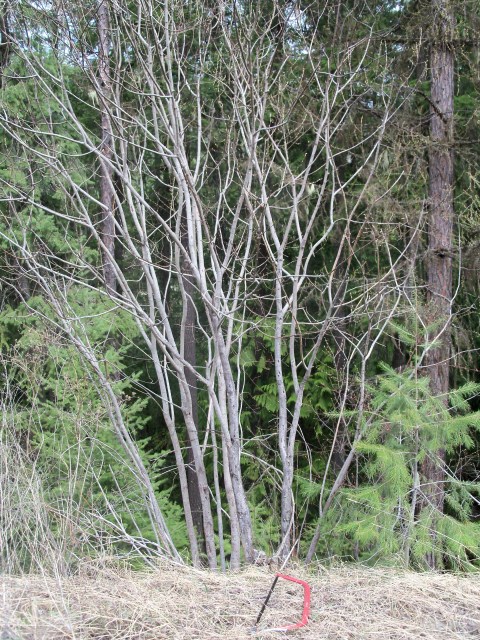 G2F Apr15-12 overmature willow 103_7537 (480 x 640)
