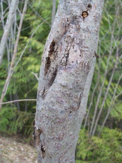 G2G Apr15-12 overmature willow w beetles 103_7541 (480 x 640)