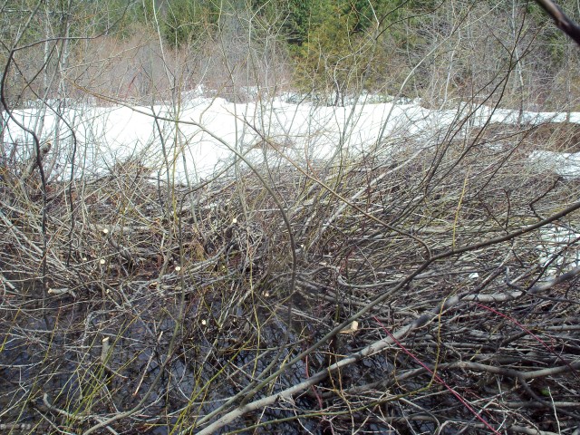 G2I May1-12 SitkaW RRX 2 103_7848 (640 x 480)
