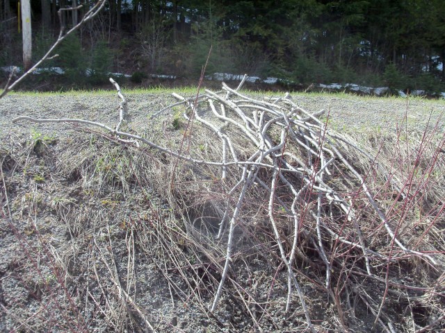 G2J May1-12 sitkawillow cuttings on ground 103_7849 (640 x 480)
