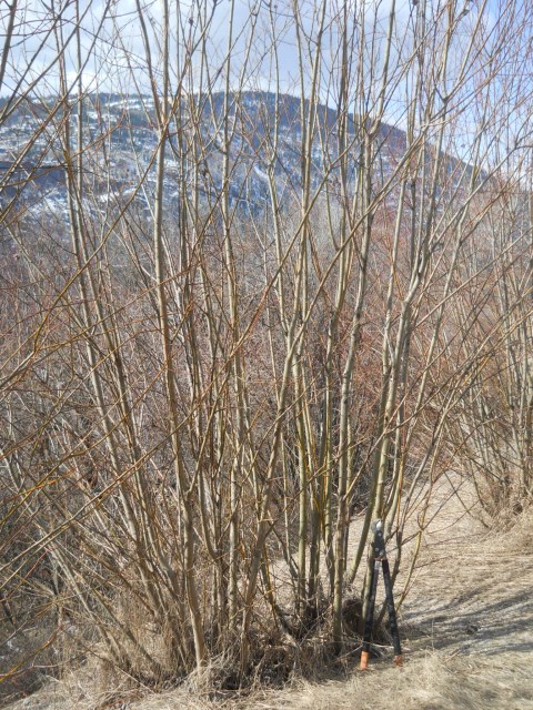 Mar4-13 Scoulers willow Waneta DSCN1104 (480 x 640)