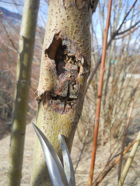 Mar4-13 Scoulers willow Waneta DSCN1112 (480 x 640)