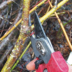 Smaller branches are removed using a hand pruner.