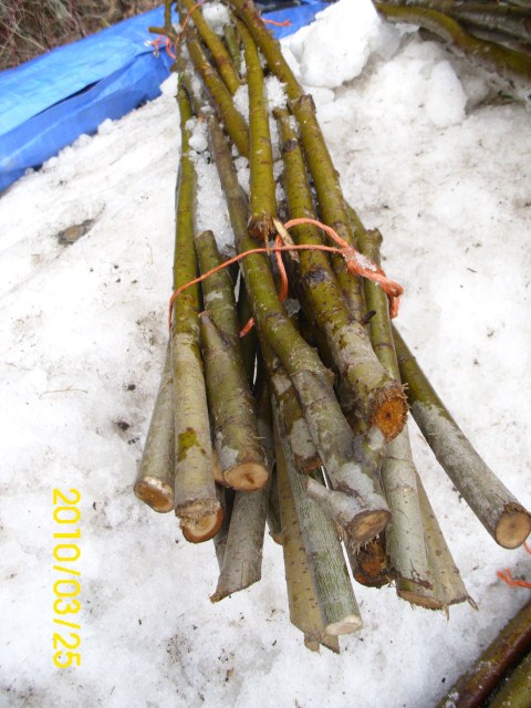 Mar25-10 nice bundle willow HPIM0020 (480 x 640)